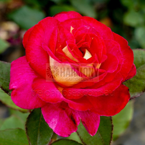 Rosa 'Fiona's Wish' Standard Bare rooted