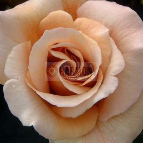 Rosa 'Julia's Rose' Standard  Bare rooted