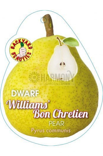 Pyrus Dwarf 'William Bon Chret Bare rooted