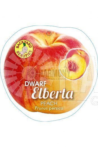 Prunus persica 'Dwarf Elberta' Bare rooted