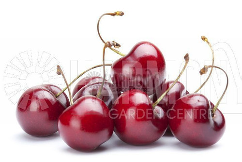 Prunus avium 'Stella' Bare rooted