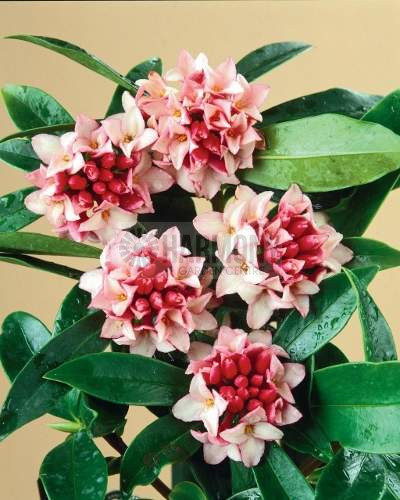 Daphne odora 140 mm