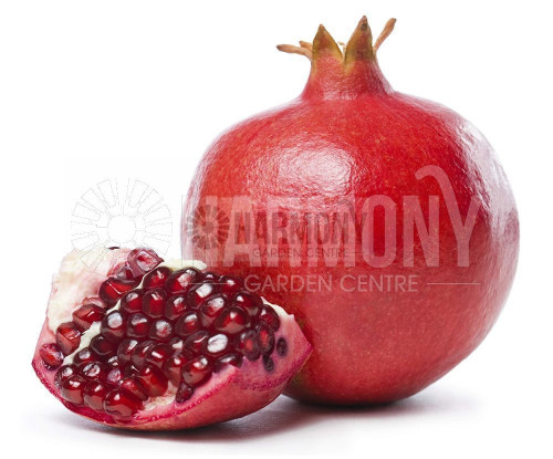 Punica granatum 'Elche' Bare rooted