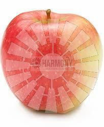 Malus domestica 'Dwarf 'Pink L Bare rooted