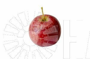 Malus domestica Dwarf 'Pomme d Bare rooted