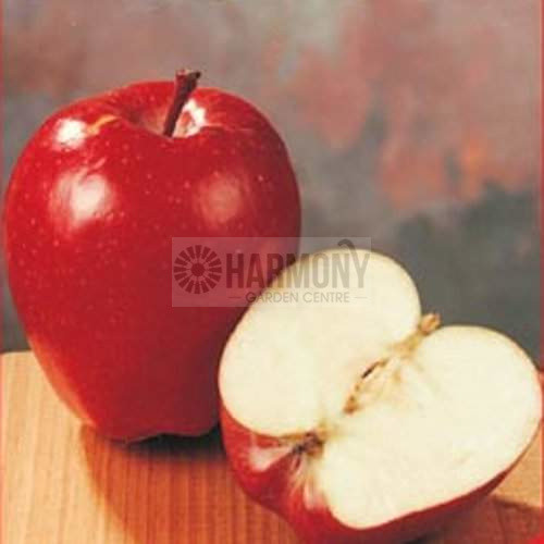 Malus Dwarf 'Red Delicious' Bare rooted