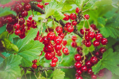 Ribes rubrum Bare rooted