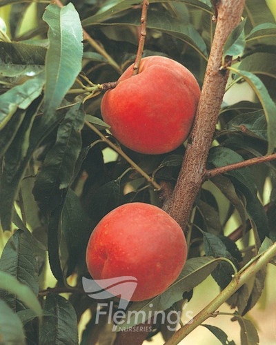 Prunus Persica 'Double Jewel' Bare rooted