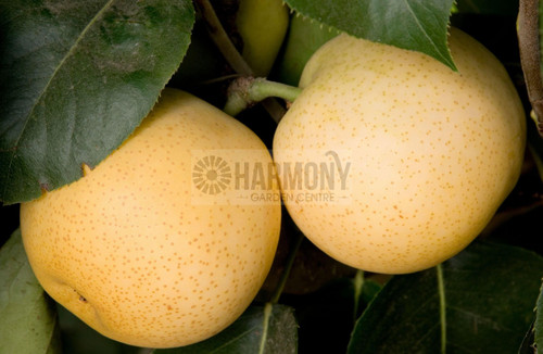 Pyrus Shinseiki Bare rooted