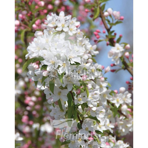 Malus 'Sugar Tyme' Bare rooted