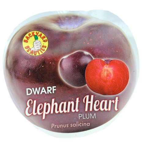 Prunus salicina 'Dwarf Elephan Bare rooted