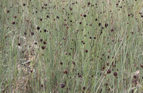 Choziandra Enodis 50 mm