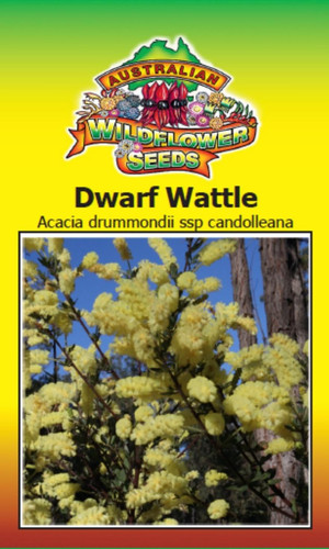 Dwarf Wattle Seed