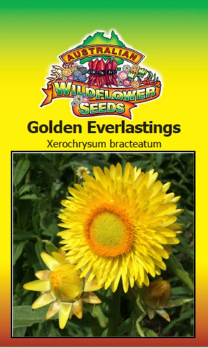 Golden Strawflower Seed