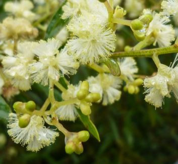 Acacia myrtifolia 50 mm