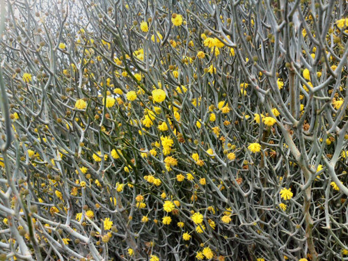 Acacia aphylla 50 mm