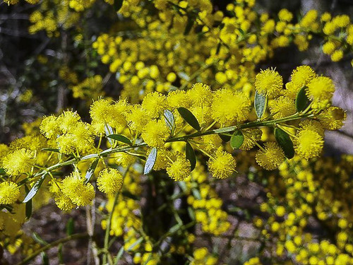 Acacia acinacea 50 mm