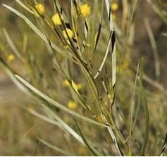 Acacia fauntleroyi 50 mm