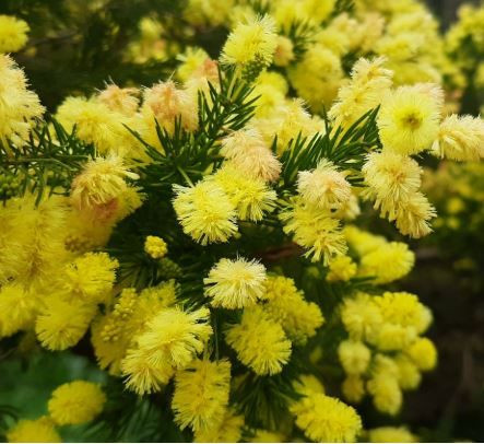Acacia riceana 'Compact Form' 50 mm
