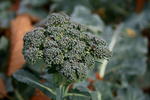 Broccoli ‘Piracicaba’ (Chem Fr Punnet