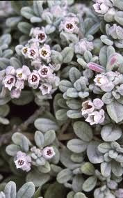 Zieria littoralis 50 mm