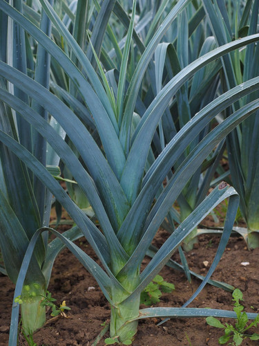Leek 'Elephant' (Chem Free) Punnet