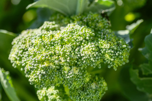 Broccoli Belstar (Chem Free) Punnet