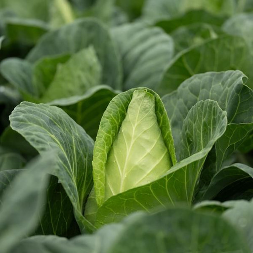 Cabbage Carraflex (Chem Free) Punnet