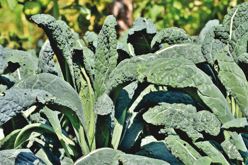 Kale 'Midnight Black' (Chem Fr