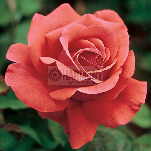 Rosa 'Fragrant Cloud' Bare rooted