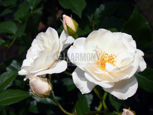 Rosa 'Iceberg' Bare rooted
