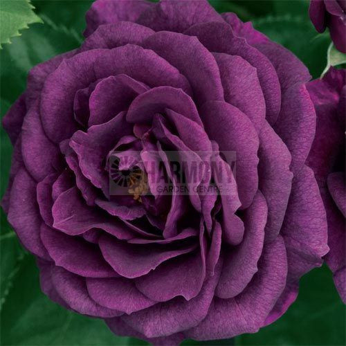 Rosa Ebb Tide Bare rooted
