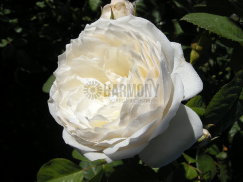 Rose 'Guardian Angel' Bare rooted