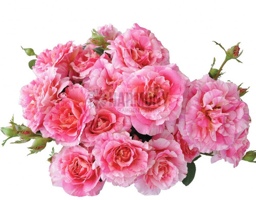Rosa Delbard 'Claude Monet' Bare rooted
