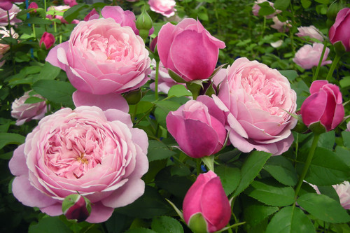 Rosa Delbard 'Soeur Emmanuelle Bare rooted