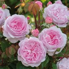 David Austin 'Olivia Rose Aust Bare rooted (1117841) Bare rooted