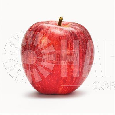 Malus domestica 'Dwarf Gala' Bare rooted