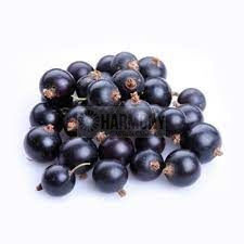 Ribes nigrum Bare rooted
