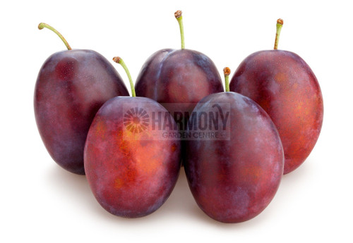 Prunus Domestica 'Luisa' Bare rooted