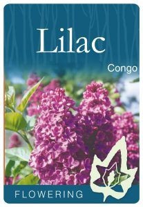 Syringa vulgaris 'Congo' Bare rooted