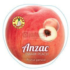 Prunus Persica dwarf 'Anzac' Bare rooted