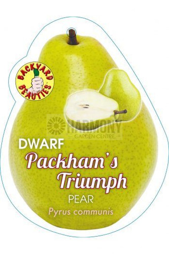 Pyrus Dwarf 'Packham's Triumph Bare rooted