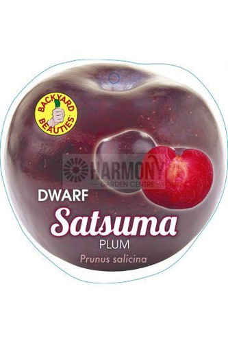 Prunus Domestica ' Satsuma Dwa Bare rooted