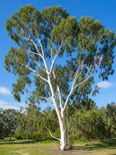 Eucalyptus scoparia 50 mm