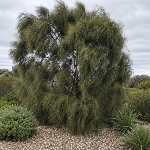 Allocasuarina verticillata 50 mm