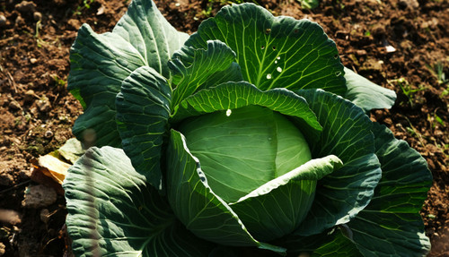 Cabbage Mini White (Chem Free) Punnet