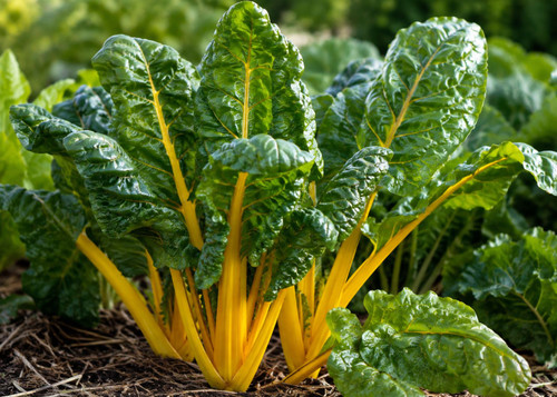 Swiss Chard ‘Oriole’ (Chem Fre Punnet
