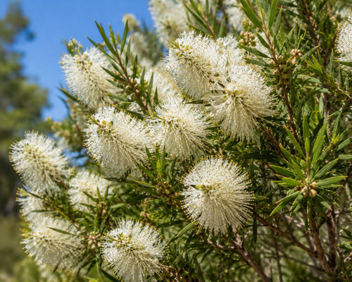Melaleuca styphelioides 50 mm