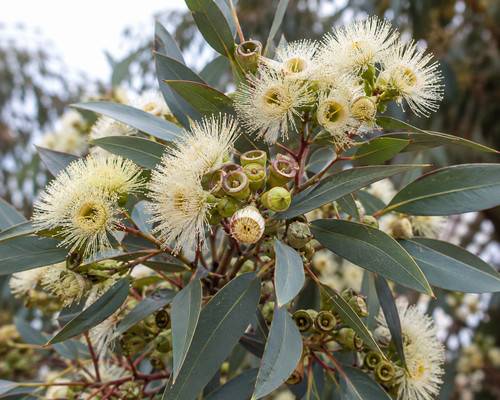 Eucalyptus leucoxylon 'Cream F 50 mm