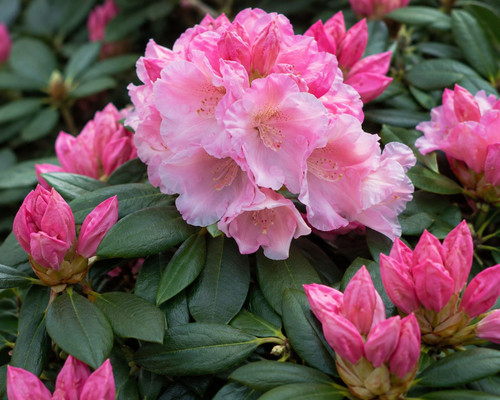 Rhododendron 'Yaku Prince' 200 mm